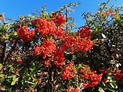 18 Sulla salita dello Scorlazzino esplosione di colori autunnali